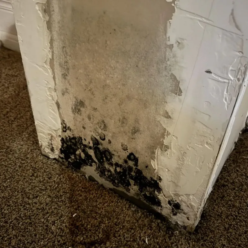 Professional Mold Removal in Edgecomb, ME